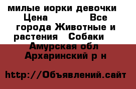 милые иорки девочки › Цена ­ 15 000 - Все города Животные и растения » Собаки   . Амурская обл.,Архаринский р-н